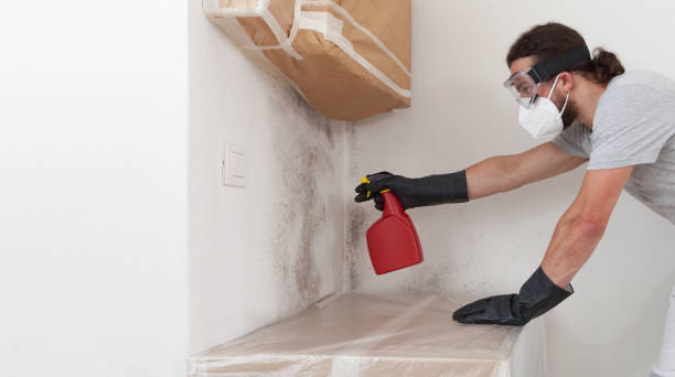 Professional Basement Mold Removal technician working in Bloomington, MN
