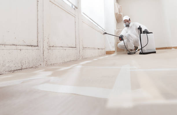 24/7 Emergency Basement Mold Removal experts in Bloomington, MN